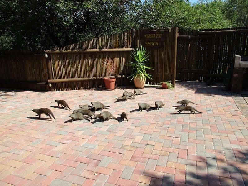 Crowe'S Nest Villa Marloth Park Dış mekan fotoğraf