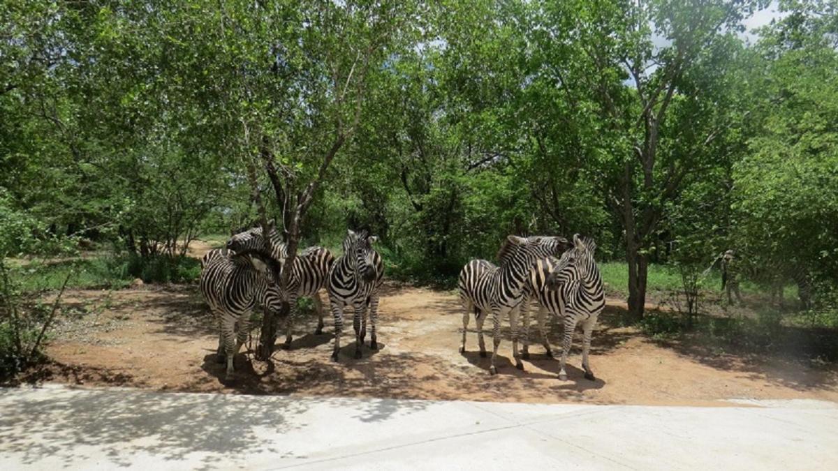 Crowe'S Nest Villa Marloth Park Dış mekan fotoğraf