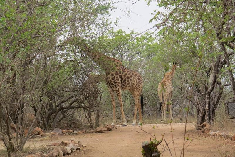 Crowe'S Nest Villa Marloth Park Dış mekan fotoğraf